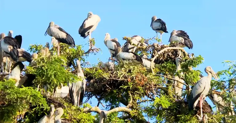 শামুকখোল পাখির দল